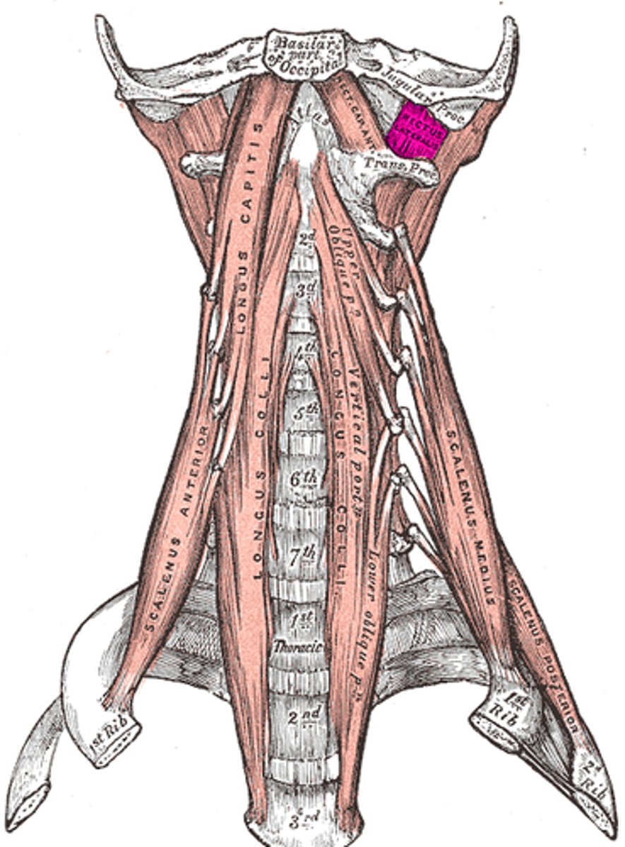 <p>o: occipital bone</p><p>i: transverse process of atlas (C1)</p><p>C1 and C2</p><p>flex head</p>