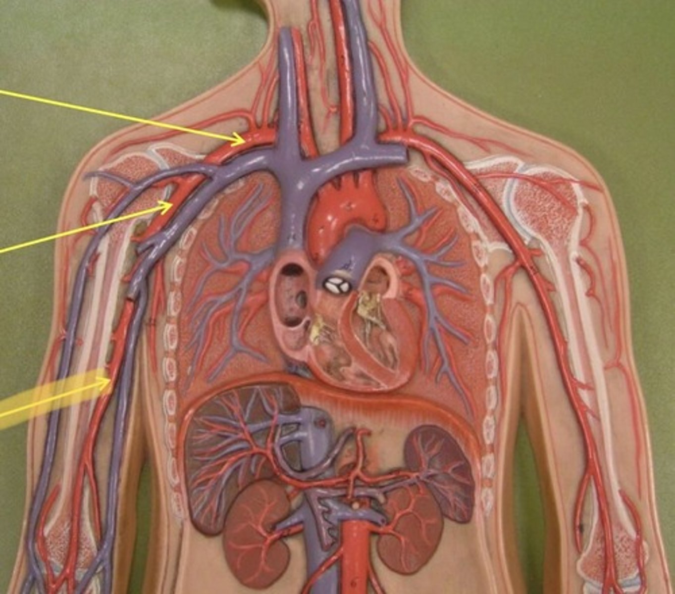 knowt flashcard image