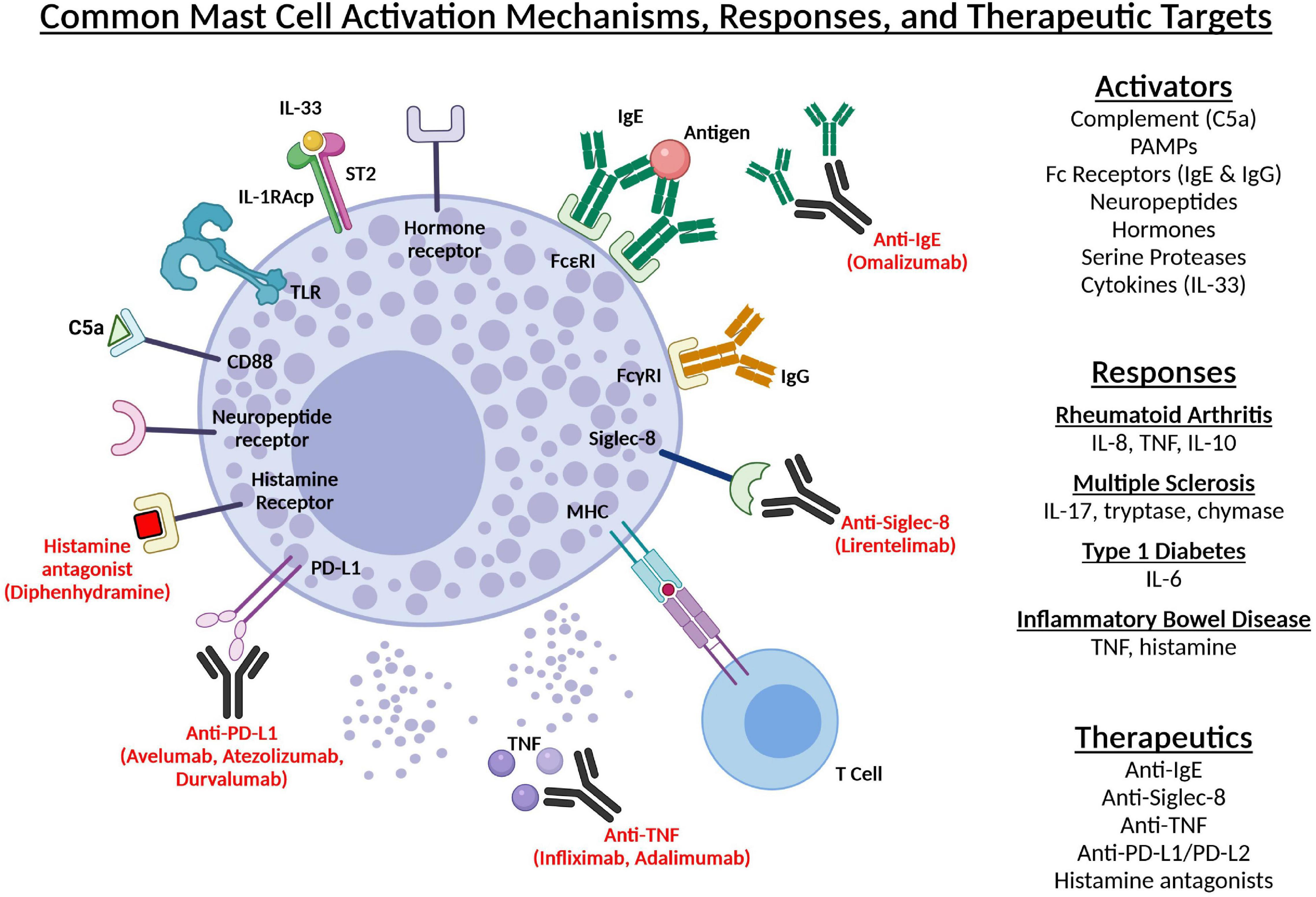 <p>De mognar från benmärgen med cytokinen <strong>“stem cell factor”</strong>. Mogna mastceller finns <em>endast</em> i vävnad.</p><p>De innehåller <strong>membranbundna granula</strong> med histamin, heparin, elastase, prostaglandiner och proteoglykaner som medierar inflammation. Bidrar till vasodilatation och ökad vaskulär permeabilitet.</p><p>Täcks av <strong>IgE och IgG Fc-receptorer</strong> som binder till antikroppar. Det finns även <strong>TLR</strong>, komplement-receptorer och <strong>SCF-receptorer</strong>.</p>