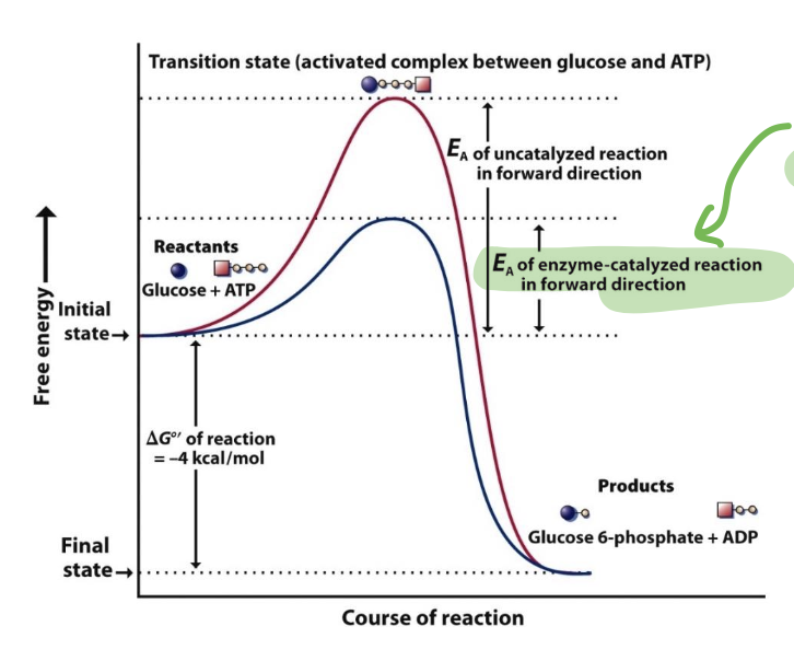 <ul><li><p>A catalyst is a substance that accelerates the rate of a chemical reaction without being consumed in the reaction itself.</p></li><li><p>It lowers the activation energy required for the reaction to proceed (the transition substrate), allowing reactants to convert to products more efficiently.</p><ul><li><p>only affects the rates of reactions</p></li></ul></li><li><p>Enzymes (biological catalysts) are the mediators of metabolism, responsible for virtually every reaction that occurs in a cell.</p><ul><li><p>Without enzymes, metabolic reactions would proceed so slowly as to be imperceptible.</p></li><li><p>very specific</p></li></ul></li></ul><p></p>