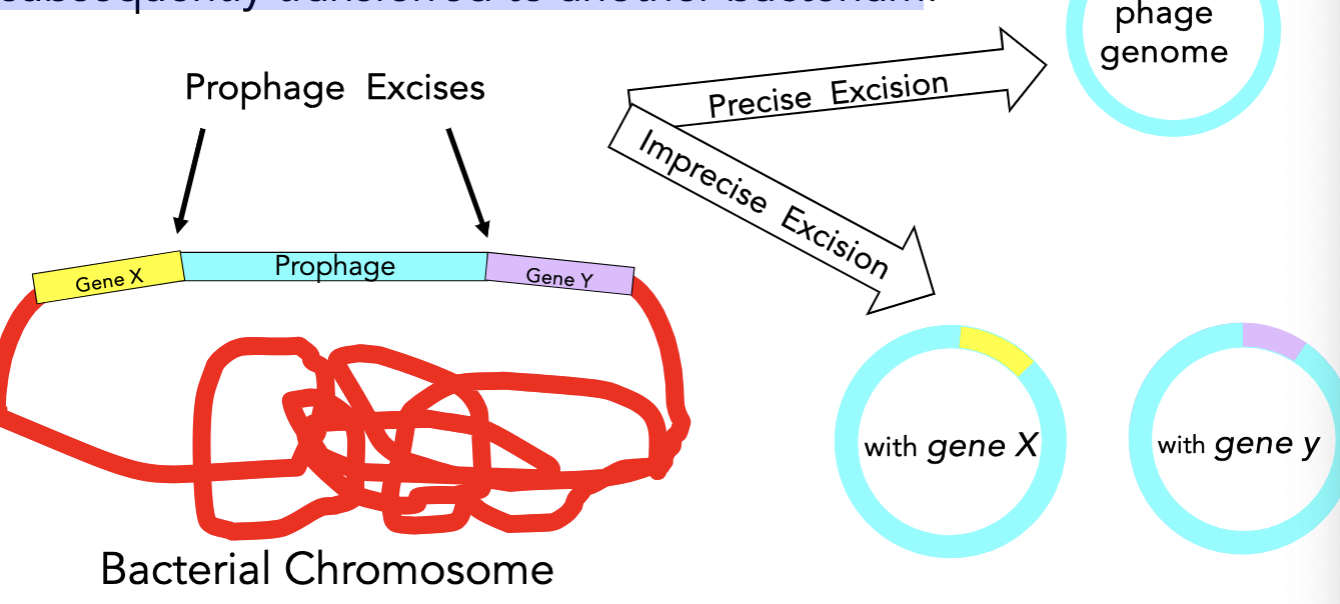 <ul><li><p>Regions of the bacterial chromosome directly adjacent to the prophage may be accidently packaged during excision.</p></li><li><p>Only these specific regions of the chromosome can be subsequently transferred to another bacterium</p></li><li><p>more specific</p></li></ul><p></p>