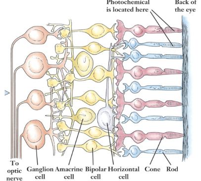 <p><span>Retina</span></p>