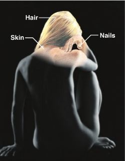 <p>Major organ is the skin and includes hair and nails</p>