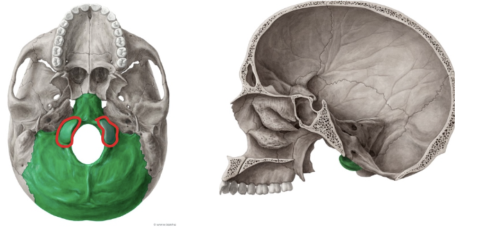 <p>Parecen zapatos. Única conexión hueso con hueso entre la cabeza y cuello. Union atloideo-occipital (atlas con cóndilo)</p>