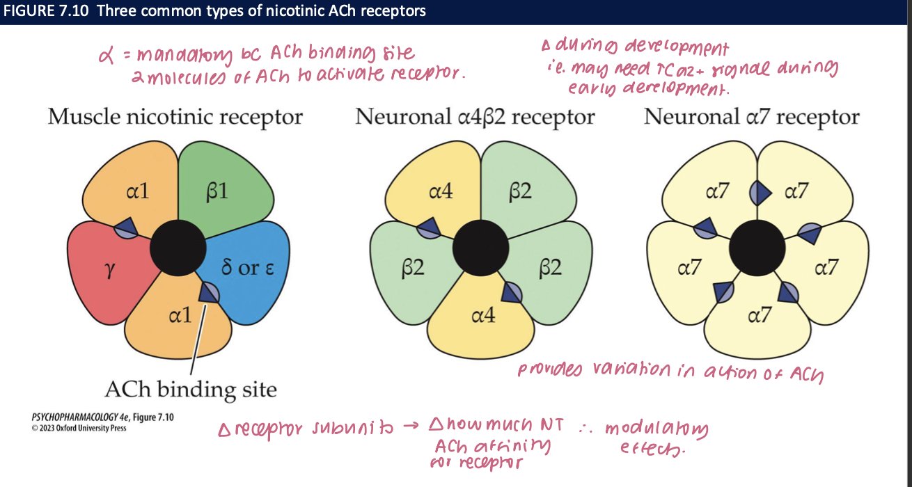 <ul><li><p>ACh binds → the channel opens → <strong>Na+ and Ca2+ enter the neuron/muscle cell = depolarizes cell membrane </strong></p></li><li><p>has 5 subunits → α, ß, <strong>γ, </strong><span>δ, ε </span></p><ul><li><p><strong>α: mandatory unit bc ACh binding site </strong></p></li><li><p>2 molecules of ACh to activate receptor </p></li><li><p>∆ subunits = ∆ ACh affinity for receptor → modulatory effects</p></li></ul></li></ul><img src="https://knowt-user-attachments.s3.amazonaws.com/b128d2fd-2d3f-43bd-bb6e-131fc691e63c.png" data-width="100%" data-align="center"><p></p>