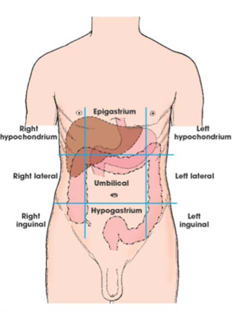 <p>regions of abdomen </p>