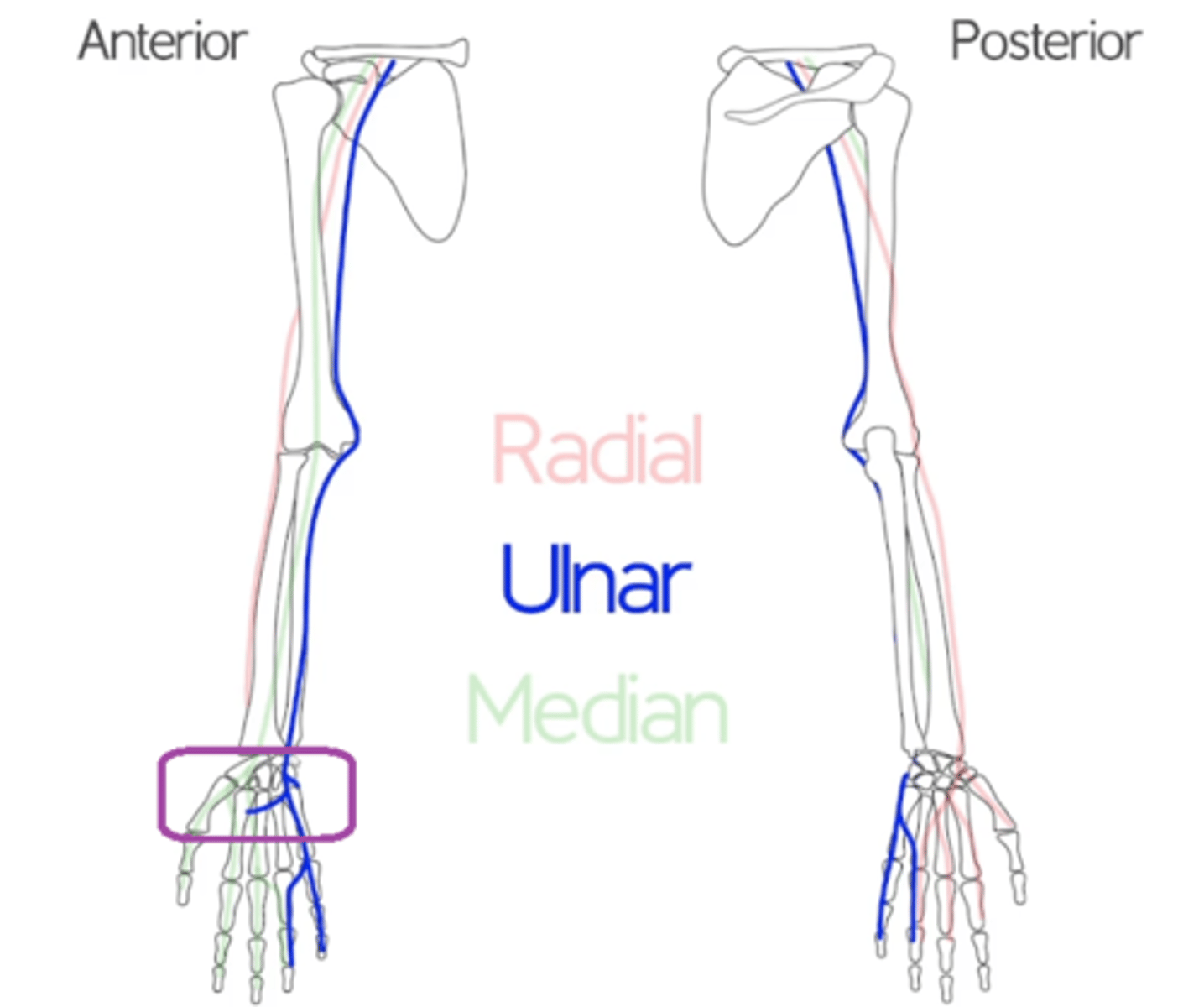 <p>superficial: sensory of medial palm and half 4th and 5th digit surface</p><p>deep: innervates hypothenar muscles</p>