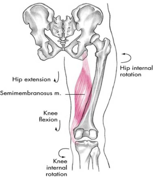 <p>posterior compartment (hamstrings)</p>