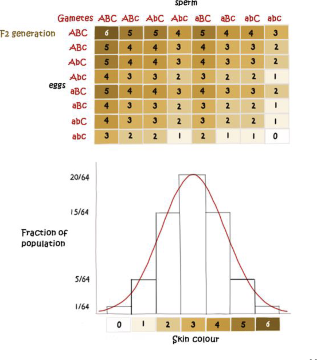 <p>Narrow Sense Heritability (h2)</p>