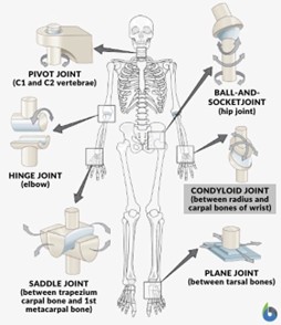 <p>similar to motion of a door hinge ex. temporomandibular joint (TMJ) connecting jaw bone to the head </p>