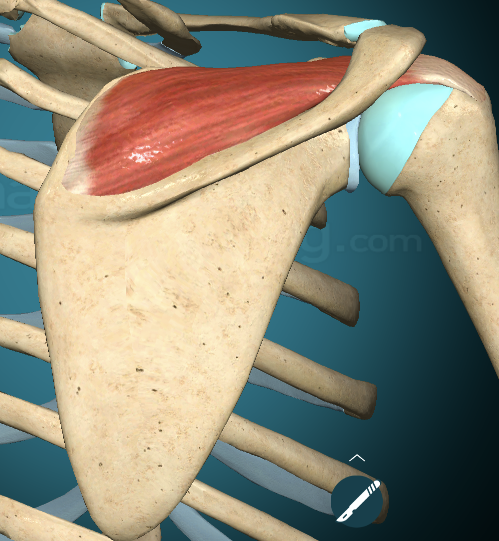 <p>Supraspinatus Innervation</p>
