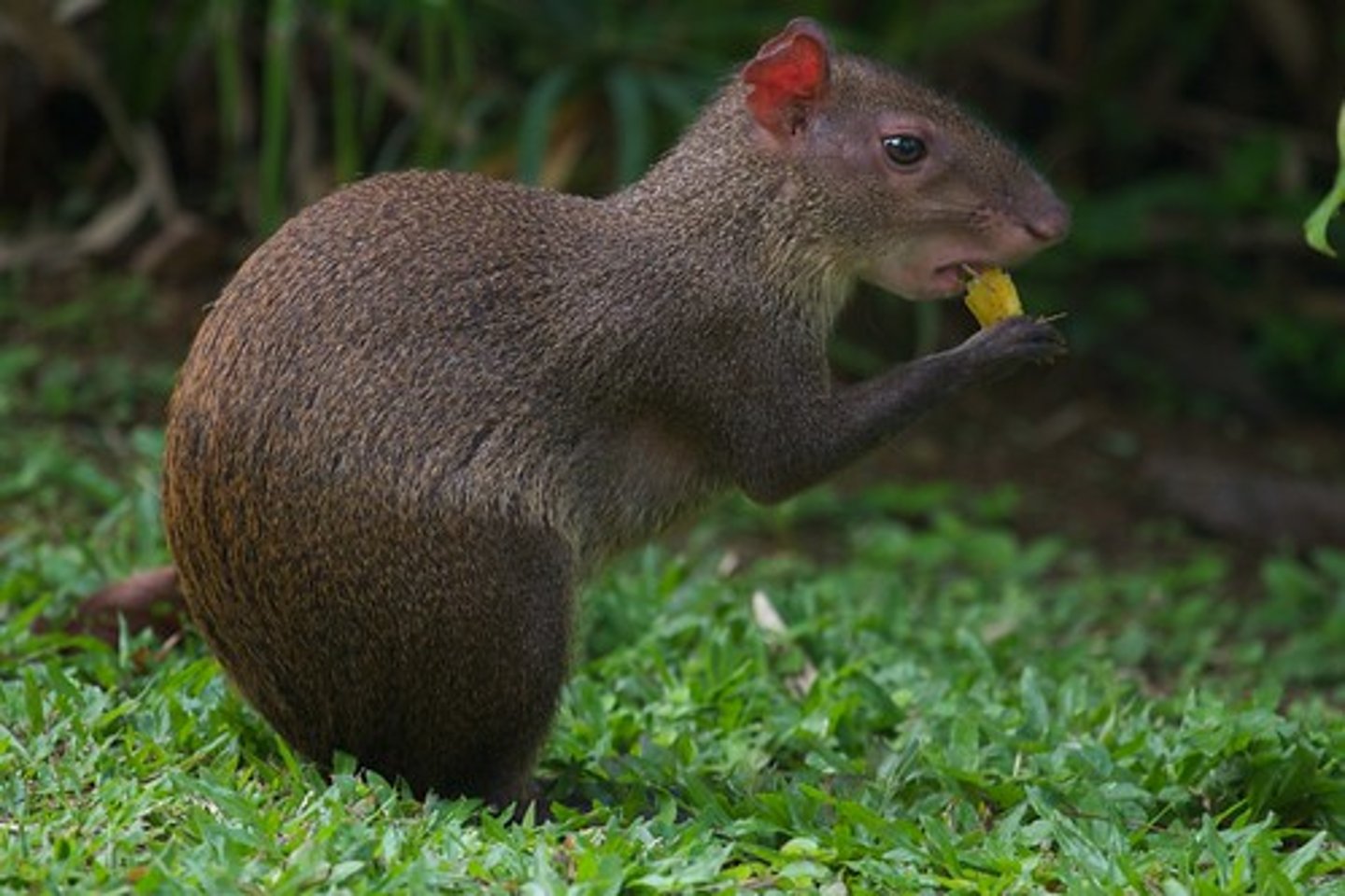 <p>Dispersers are a special type of individual in some eusocial animals (like naked mole rats) whose job is to leave their home colony and go find a new one—or even start a new one themselves.</p><p>Workers = day-active</p><p>Dispersers = night-active</p><p>Likely because dispersal occurs at night when it’s safer for vulnerable individuals.</p><p>“You don’t belong here anymore—it’s your job to go out, find new mates, and keep the species strong.”</p>