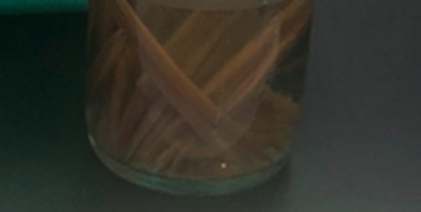 <p>lancelets</p>