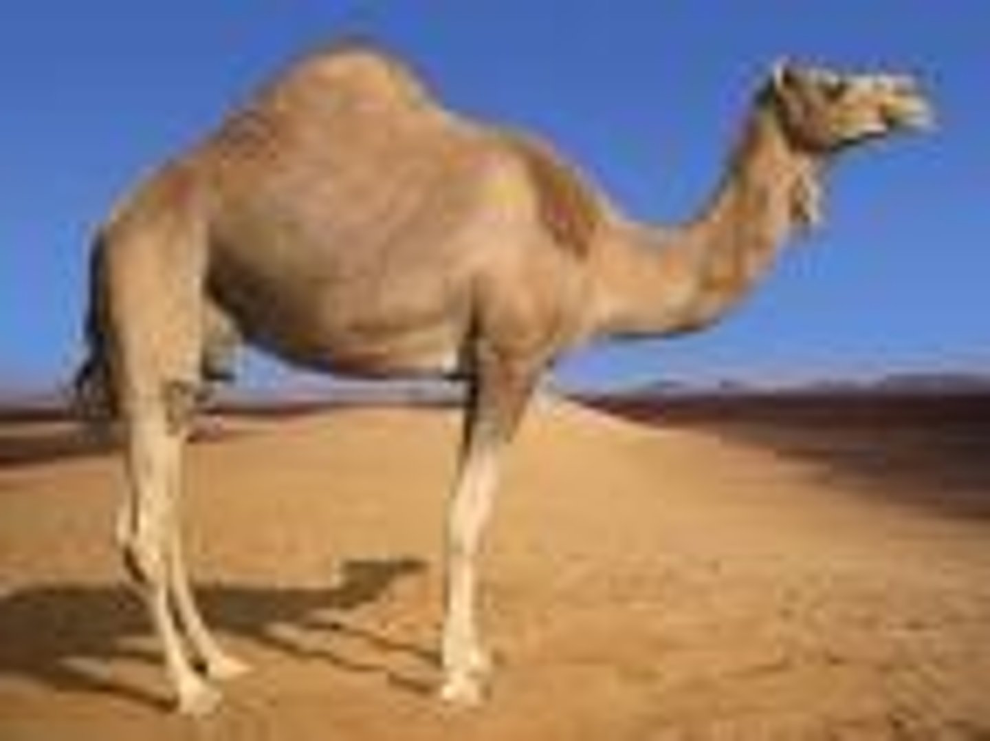 <p>a large animal that lives in the desert and has one or two raised parts on its back</p>