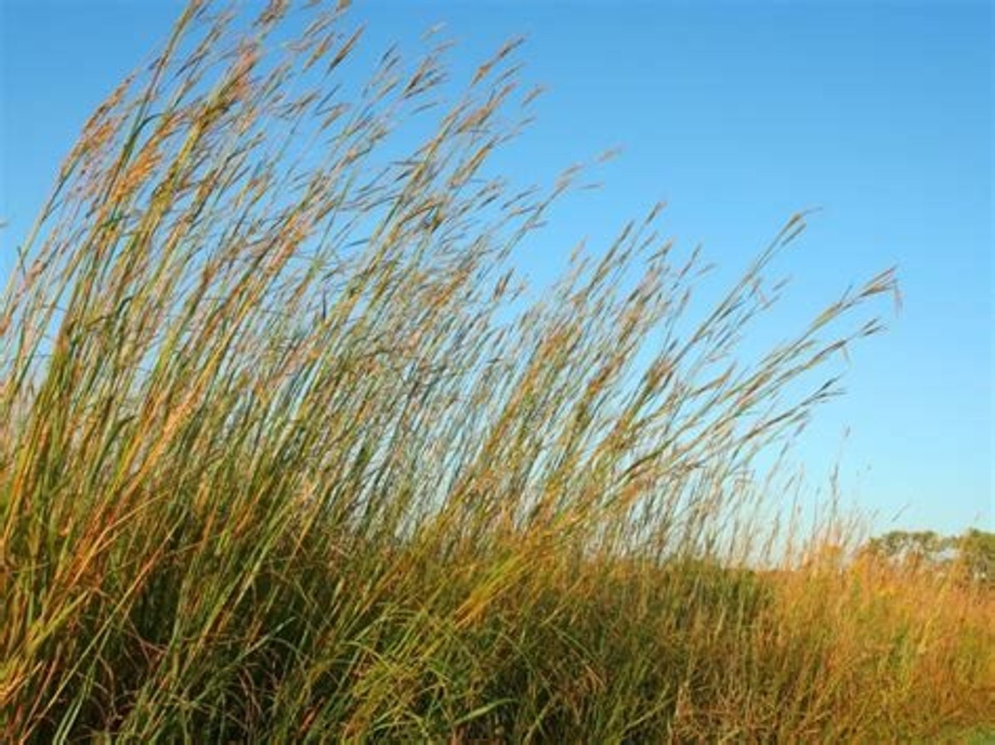 <p>characterized by bluestems (Andropogon spp.), growth to 2.5 m</p><p>- most converted to cropland (only 4% remaining)</p>