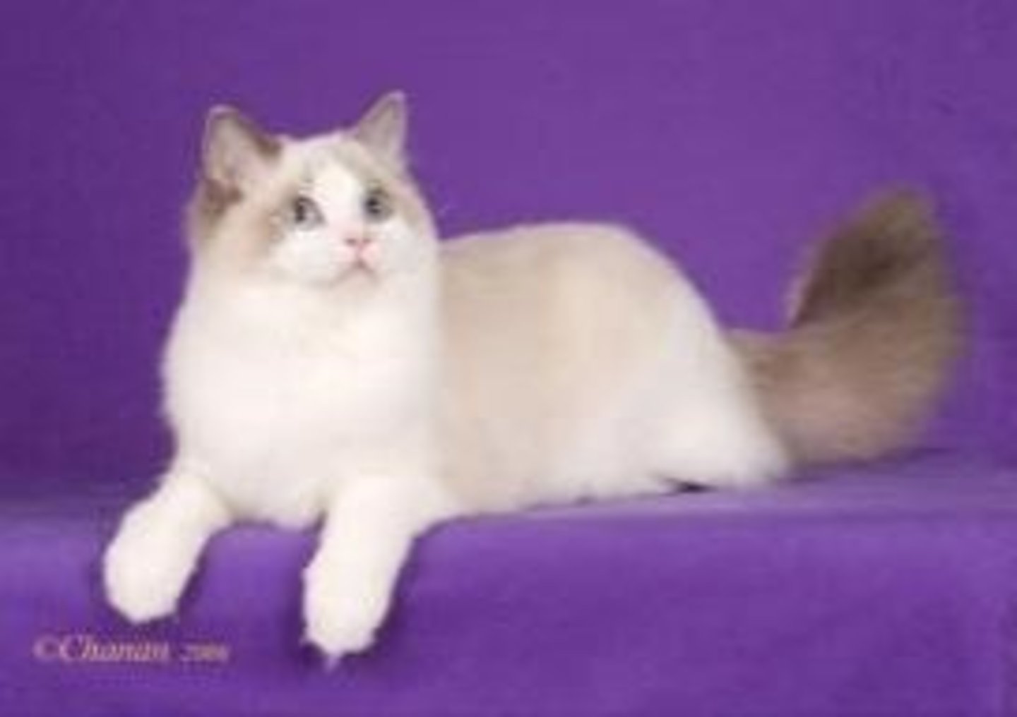<p>Ragdoll - one of the largest cat breeds</p>