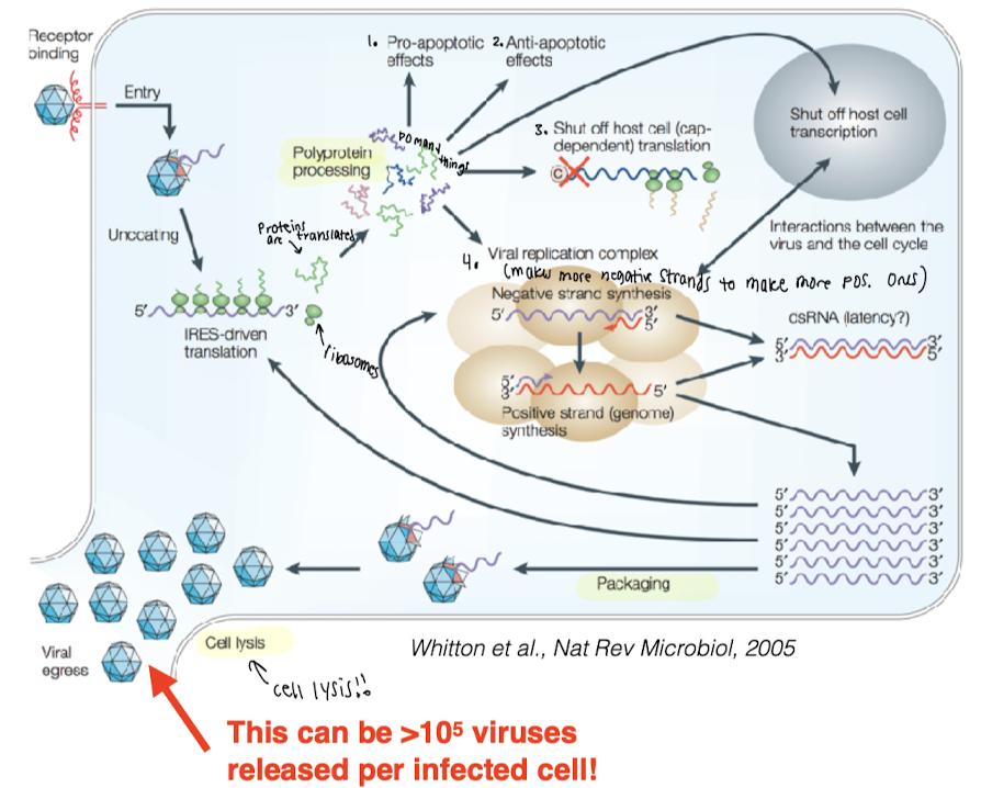 <ol><li><p>Receptor binding to CAPSID protein </p></li><li><p>Entry via endocytosis </p></li><li><p>Host ribosomes assist with IRES dirven translation and proteins are made </p></li><li><p>Polyproteins are made and do 5 things </p></li><li><p>One of them (most important) is that the viral replication complex make more (-) and (+) stands making more copies for packaging</p></li><li><p>Cell lysis occurs and viruses exit the cell </p></li></ol><p></p>