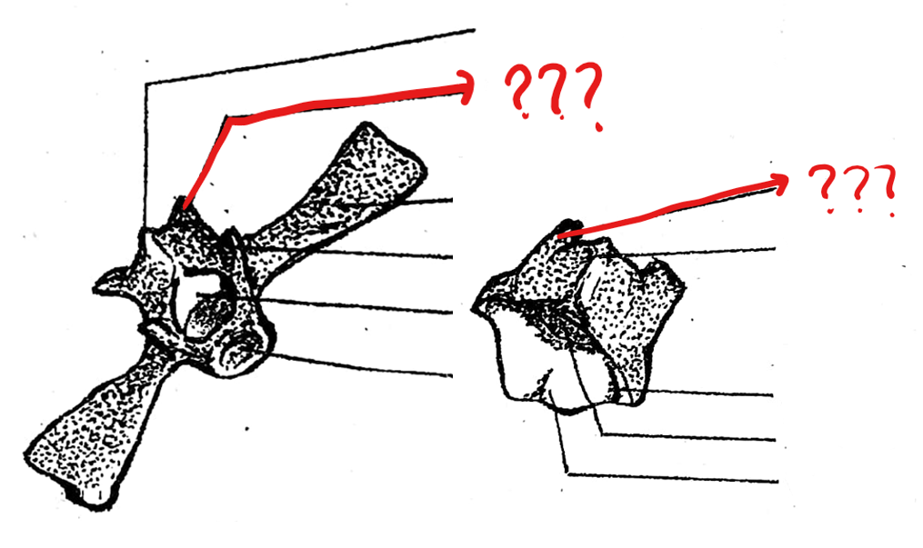 <p>part of the typical vertebrae of the vertebral column; pair of posterior articulating processes on the convex side of the centrum; absent on the sacral vertebra; smooth articulating surfaces are facing downward</p>