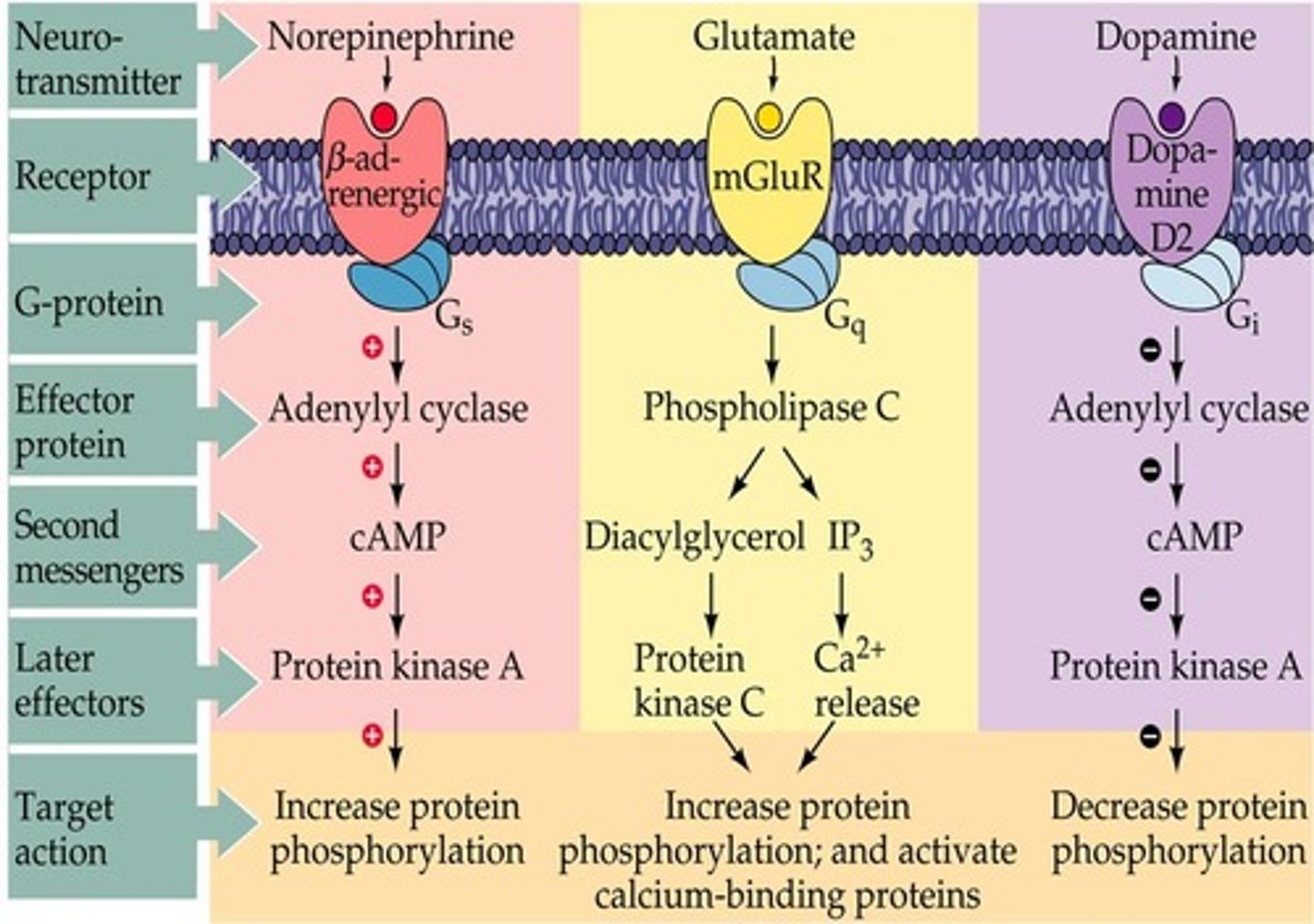 <p>cAMP, calcium ions, IP3, DAG</p>