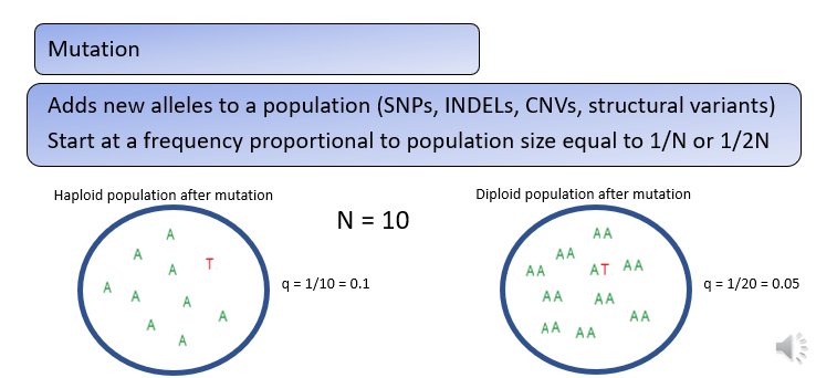 <p><span><span>Mutation will also cause changes in allele frequencies, often by adding a new genetic variant, or allele to a population. </span></span></p><p><span><span>The frequency of new alleles in a population is determined by the number of individuals in a population and the ploidy of the organism. </span></span></p><p><span><span>In haploids the frequency of a new allele is 1 divided by N and in diploids the frequency of a new allele is 1 divided by 2 times N, where N is the number of individuals in the population</span></span></p>