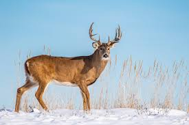 <p>Odocoileus virginianus</p>
