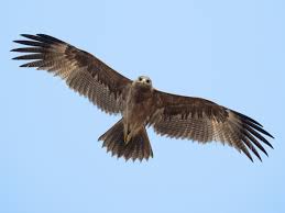 <p>Indian Spotted Eagle</p>