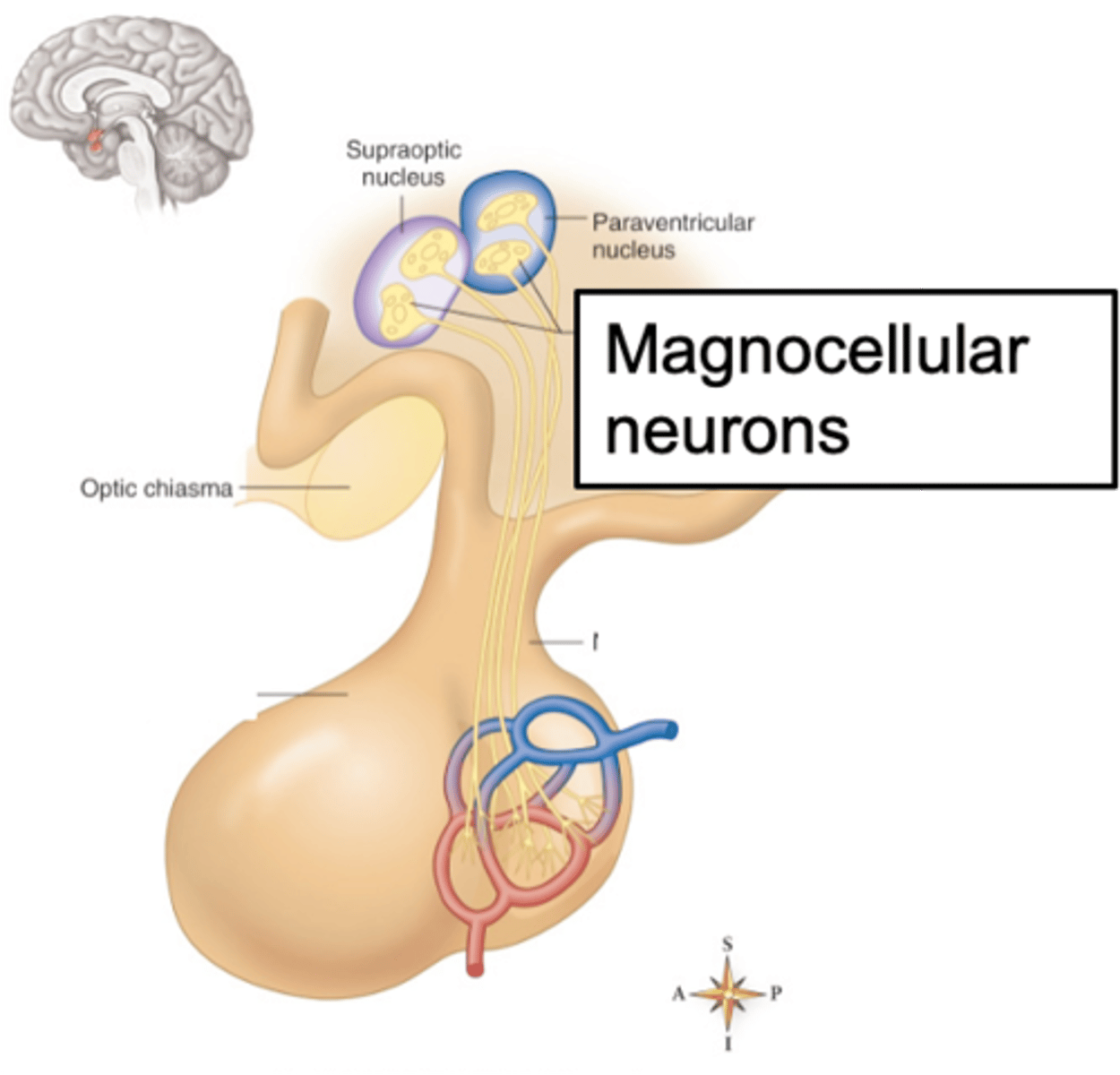 <p>Neurohypophysis releases hormones from the ________________ neurons directly into ____________ ___________</p>