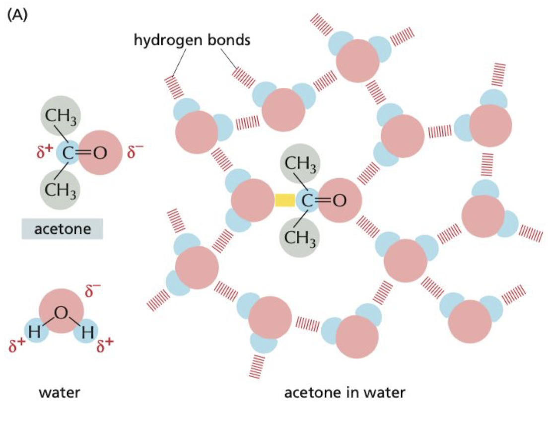 <p>because they contain charged or uncharged polar groups that can form either favorable electrostatic interactions or hydrogen bonds with water molecules</p>