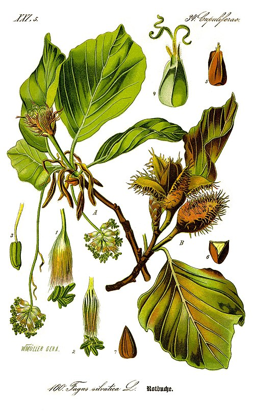 <p>european beach (Fagus sylvatica)</p>