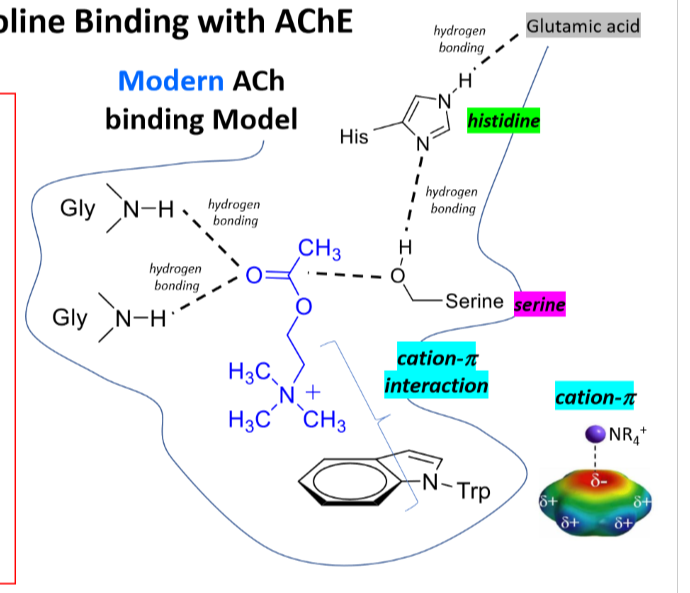 <p>Cation Pi interaction</p><p>Hydrogen bonding</p><p></p><p>Serine, histidine, glutamic acid</p>