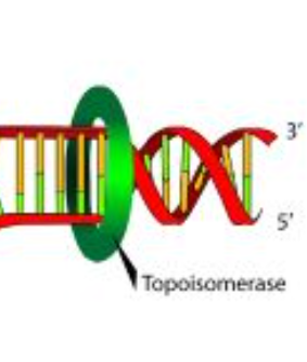 <p>unwinds DNA double helix</p>