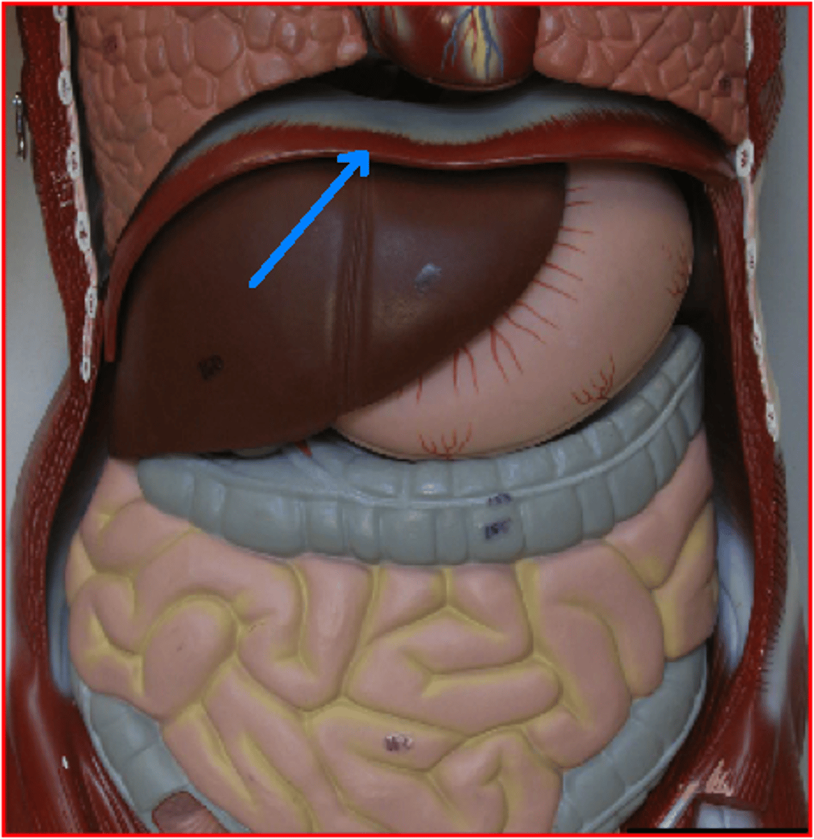 <p>Large, flat muscle at the bottom of the chest cavity that helps with breathing</p><p>-When expands pushes on the abdomen</p>