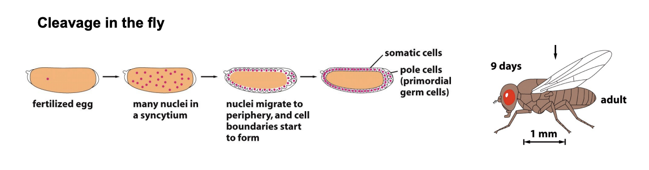 <ol><li><p>first replicated without cell division→ form a syncutium</p></li><li><p>migrate to the surface of the egg</p></li><li><p>where each nucleus becomes surrounded by a cell membrane</p></li></ol><p></p>