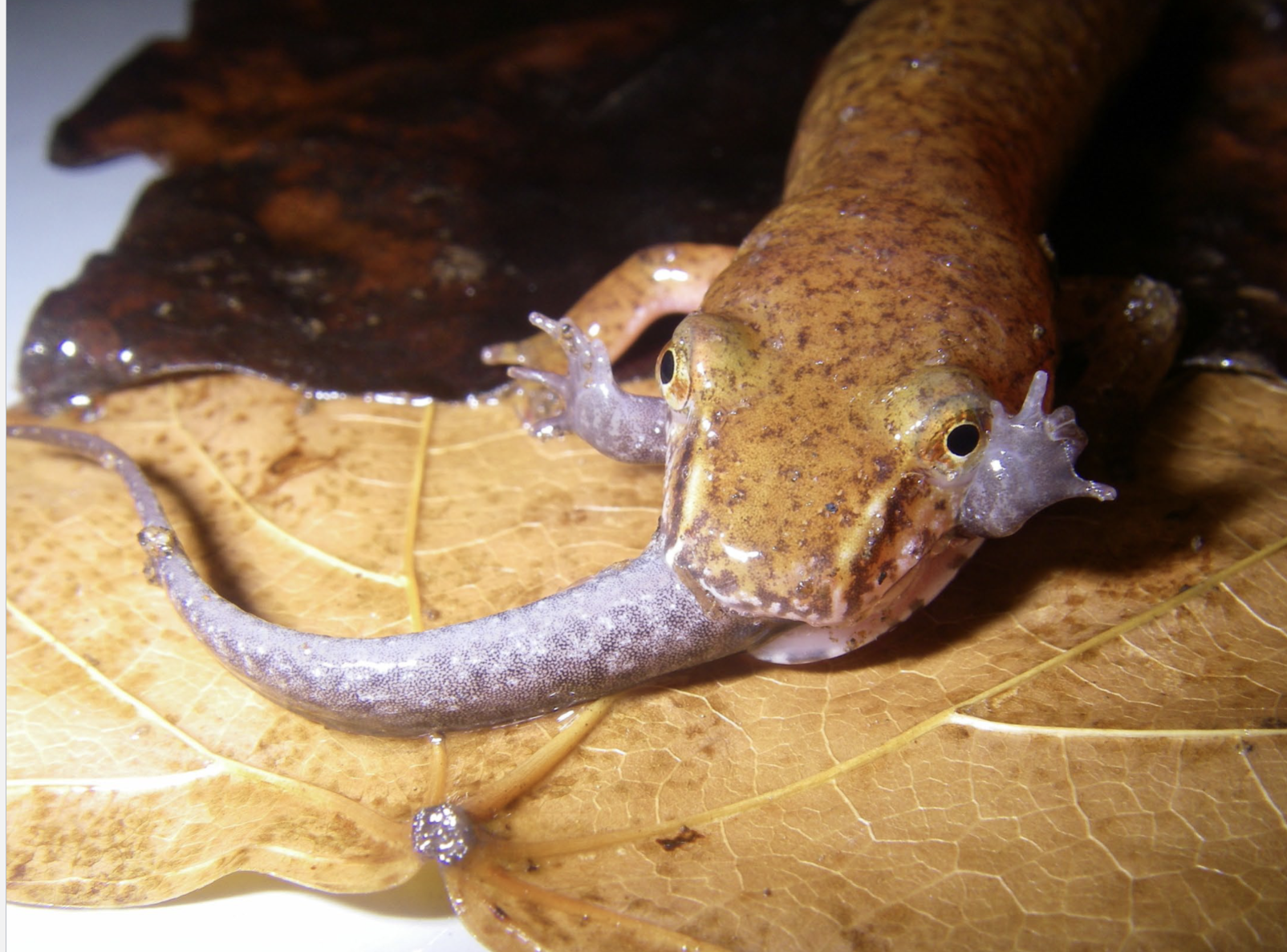 <p>Gyrinophilus porphyriticus </p>