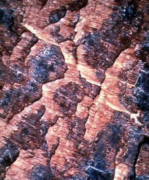 <p>generally straight fine-scale shallow lines on fault surface which record direction of slip</p>