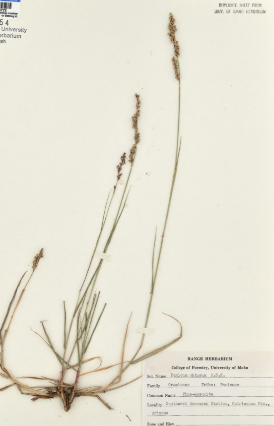 <p>Paspaleae, P, N, Hopia Obtusa, vinemesquite</p>