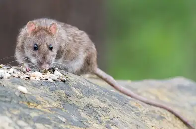 <p>Ratte</p>