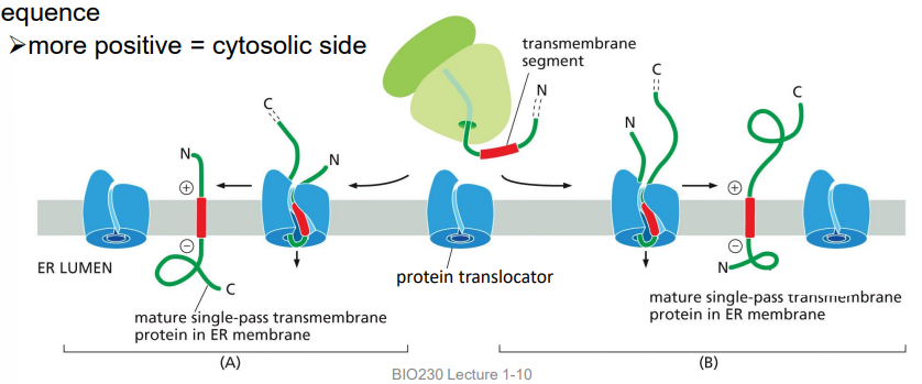 <p>TM domain is an internal start-transfer sequence and is not cleaved, laterally diffuses into the lipid bilayer</p><p>orientation is determined by the amino acids adjacent to the internal start-transfer sequence</p><p>more positive = cytosolic side</p>