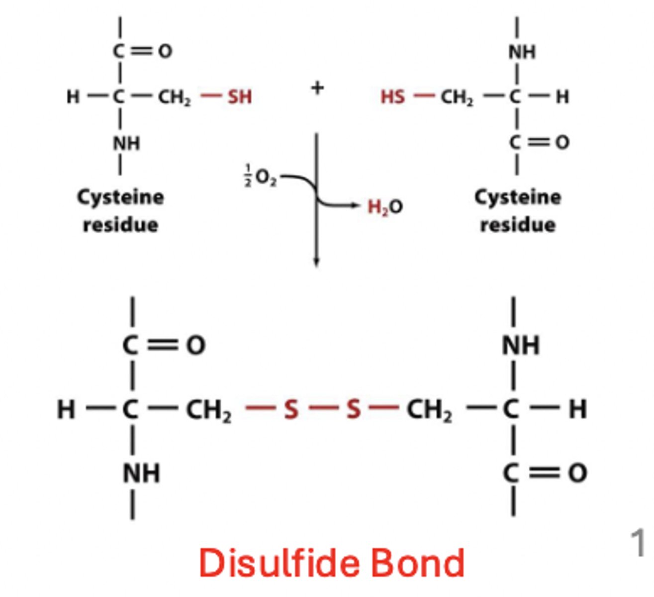 <p>this group can form covalent disulfide bonds, which help stabilize protein structure</p>