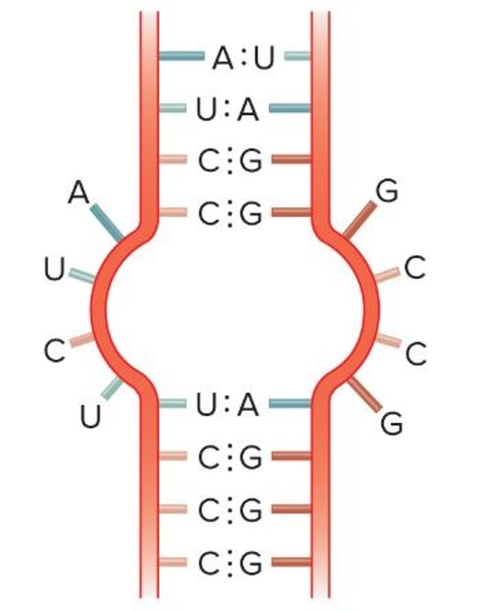 <p>unpaired nucleotides on either side of the stem</p><p>- contains a loop with no pairings</p>