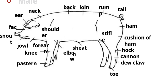 <p>A. loin</p><p>B. rump</p><p>C. ham</p><p>D. stifle</p><p>E. cushion of ham</p><p>F. hock</p><p>G. cannon bone</p><p>H. dew claw</p><p>I. sheat</p><p>J. pastern</p><p>K. jowl</p><p></p>