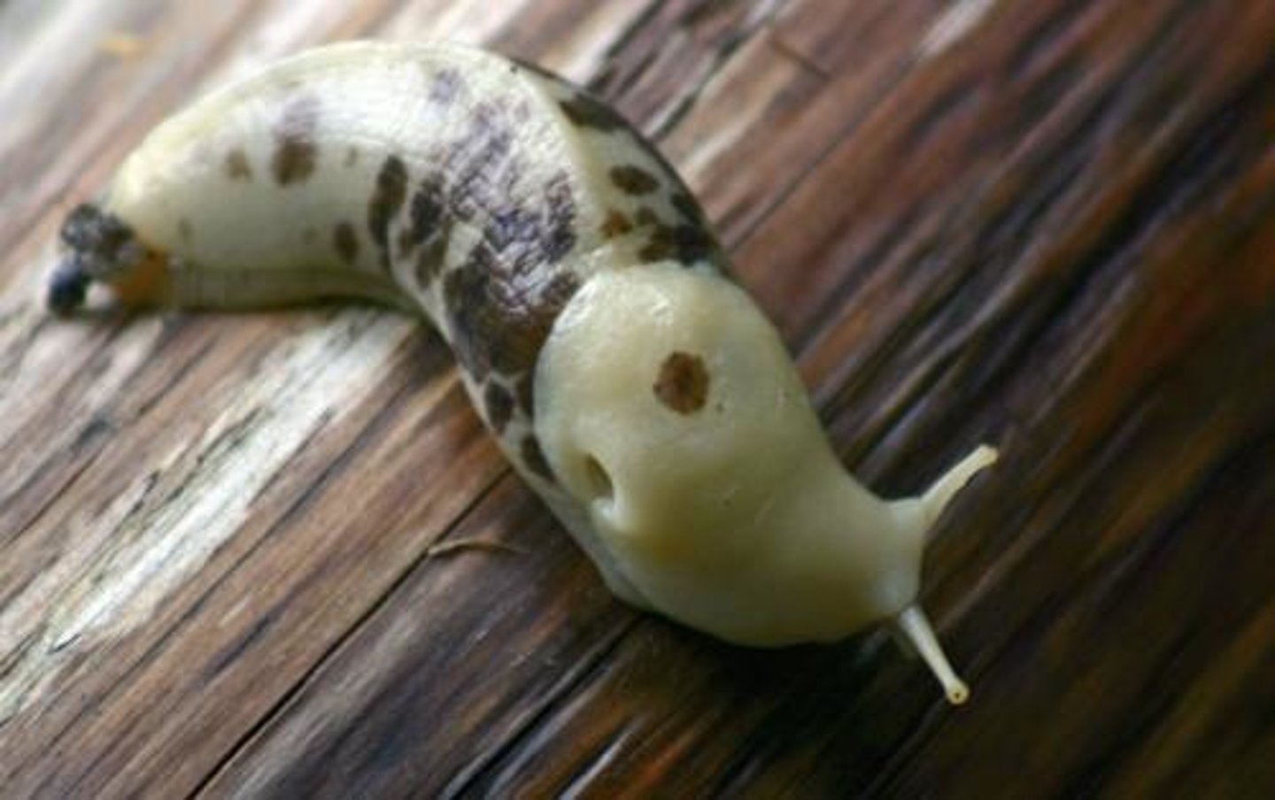 <p>Both hetero- and autotrophic methods of nutrition are used always (eg Euglena , sea slugs)</p>