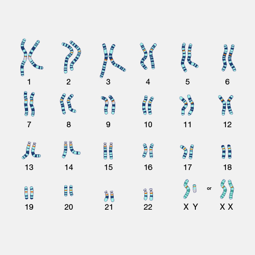 <p>Karyotype</p>