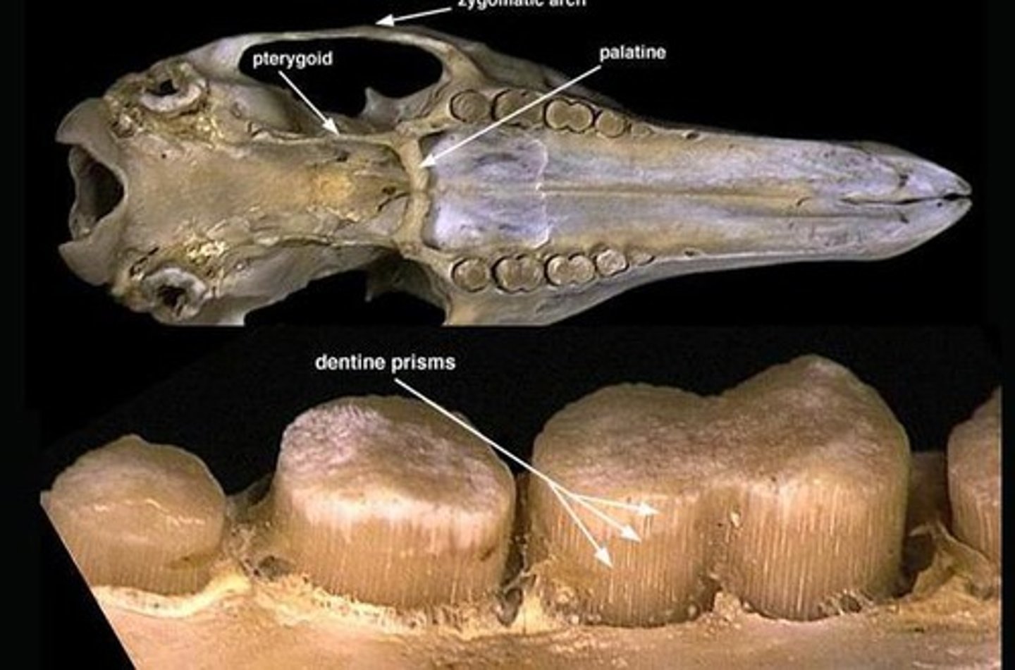 <p>What infraclass, clade, order, and family?</p>