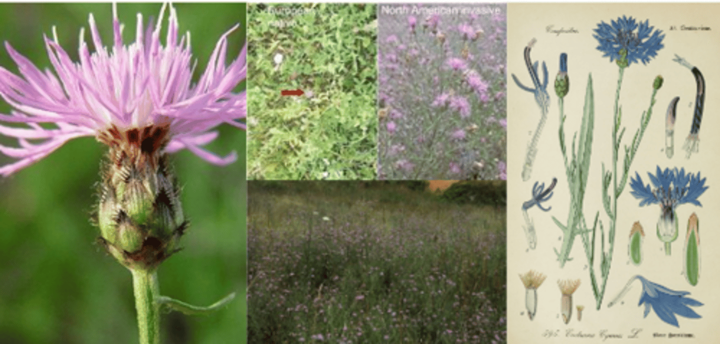 <p>What genus has these characteristics?</p><p>Inflorescence: all petaled (but disk...) flowers</p><p>Leaves: simple, lobed, compound</p><p>perennial herbs w/ taproot</p><p>Pants Spiny</p><p>5 non-native (Noxious) weeds:</p><p>- Noxious weeds are plants that legally must be managed (threats to native communities)</p><p>- Invasives damage local plant communities (or agriculture), whereas non-native naturalized necessarily plants don’t. </p><p>- Probably lots of reasons for invasiveness, including allelopathy, polyploidy, distinct phenology, loss of predators…</p><p>General Asteraceae Traits: </p><p>- A Composite head with involucral bracts (head made up of many flowers, bracts on bottom).</p><p>- Fruit: Achene (often a achenes per flower with many pappus) </p>