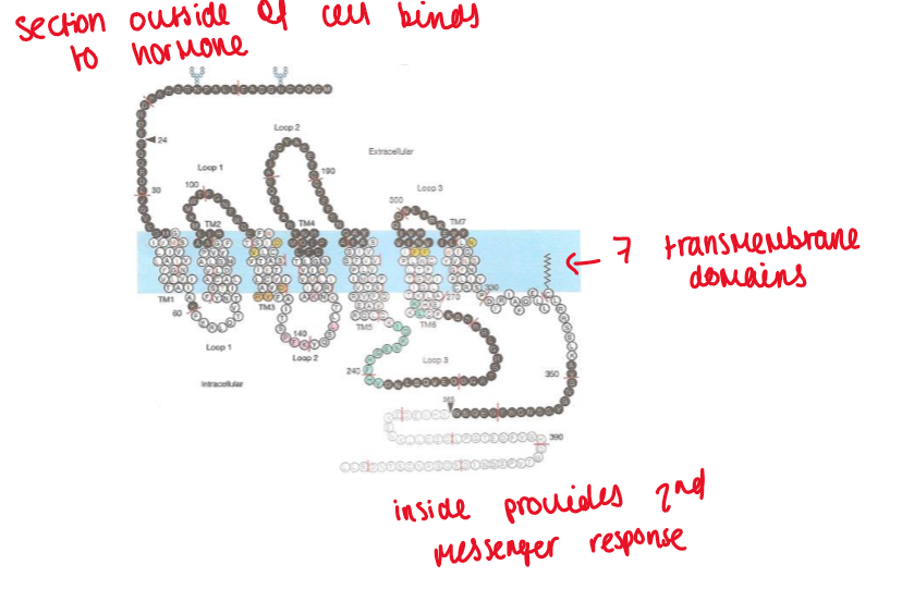 <p>G protein has 2 states:</p><ul><li><p>bound to GTP = active</p></li><li><p>bound to GDP = inactive</p></li></ul><p>act via 2nd messenger molecules to transfer signal to cell:</p><ul><li><p>second messengers: cyclic AMP, inositol 1,4,5-triphosphate (IP3), Diacylglycerol (DAG)</p></li><li><p>phosphorylation and calcium flux are important features of signal transduction</p></li></ul><p></p>