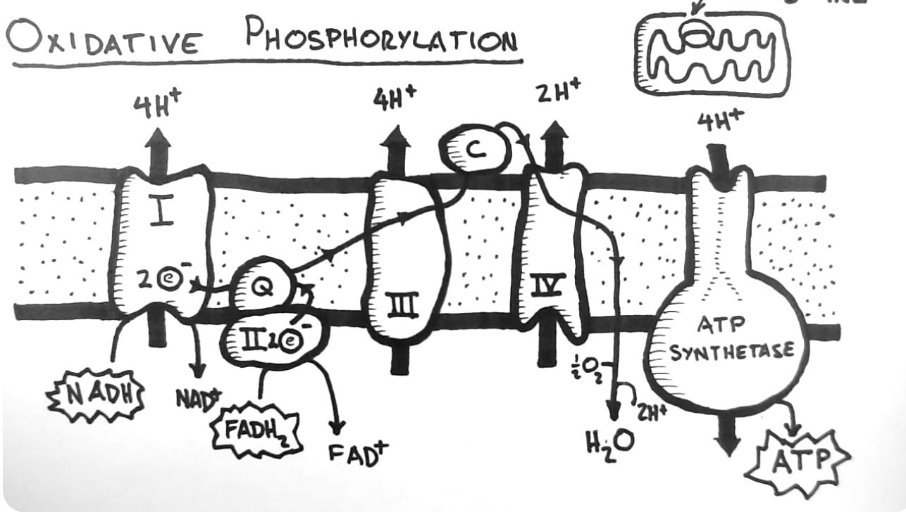 oxidative phosphorylation

location: inner membrane space

in: ADP, NADH, FADH2 and O2

out: ATP, NAD+, FAD+ and H2O

\
a cellular process that harnesses the reduction of oxygen to generate high-energy phosphate bonds in the form of ATP