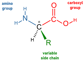 <p>Amino acids. Made of central carbon, hydrogen, carboxyl group, amino group, and the variable r-group.</p>