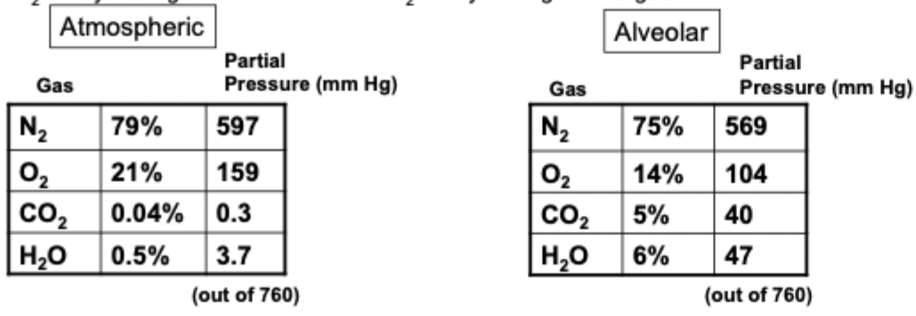<ol><li><p>Increased water vapor as air travels thru respiratory system</p></li><li><p>Dead space and residual volume not all air in alveoli is fresh, higher CO2 and lower O2\</p></li><li><p>O2 always being absorbed out and CO2 always being discharged in</p></li></ol><p></p>