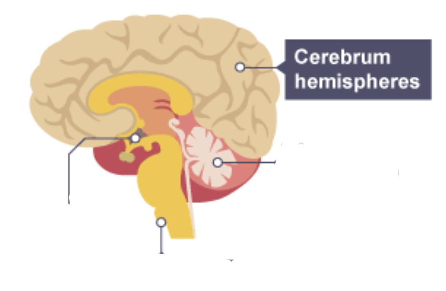 <p>Cerebrum</p>